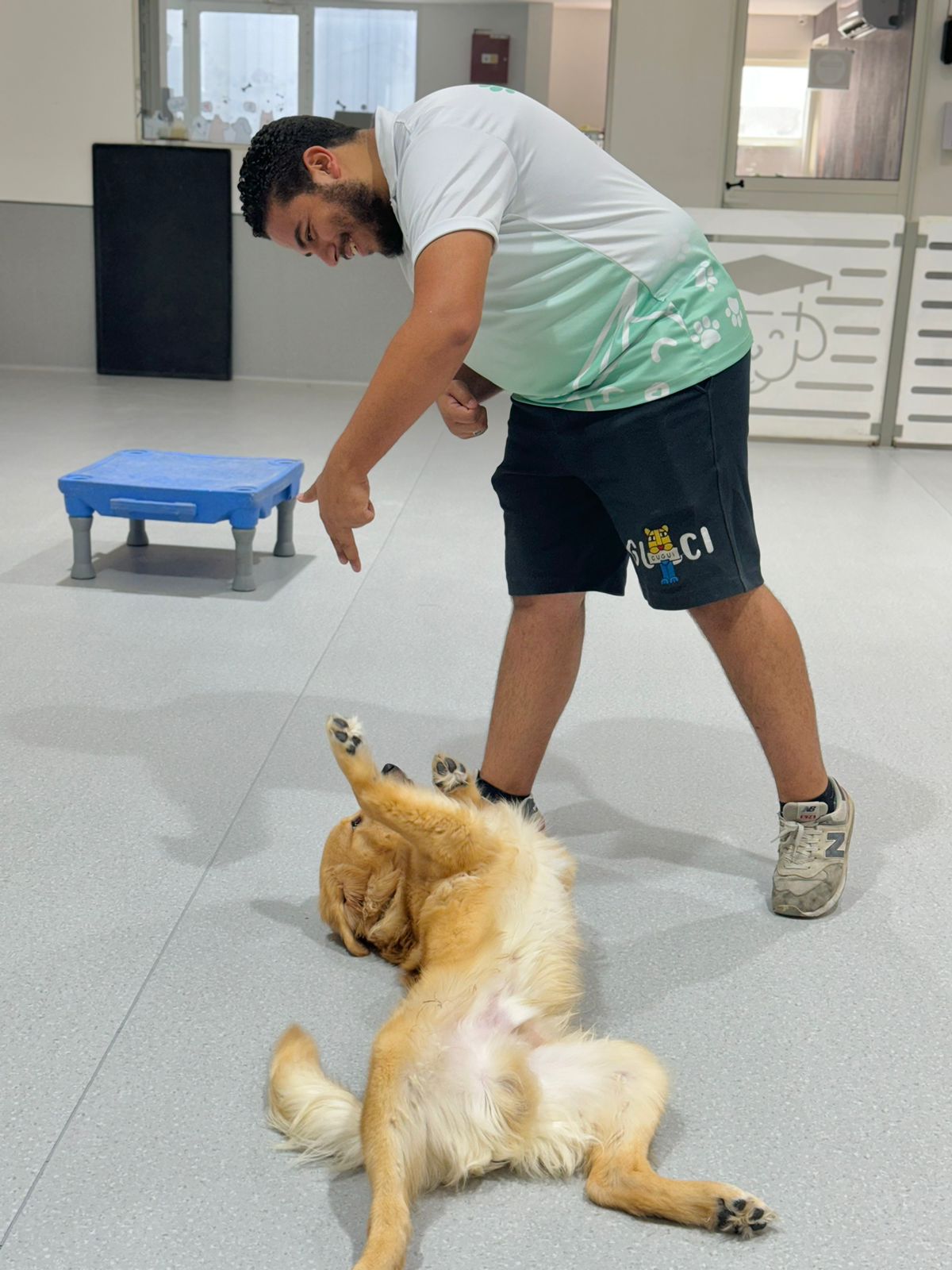 Expert advanced dog training in Dubai