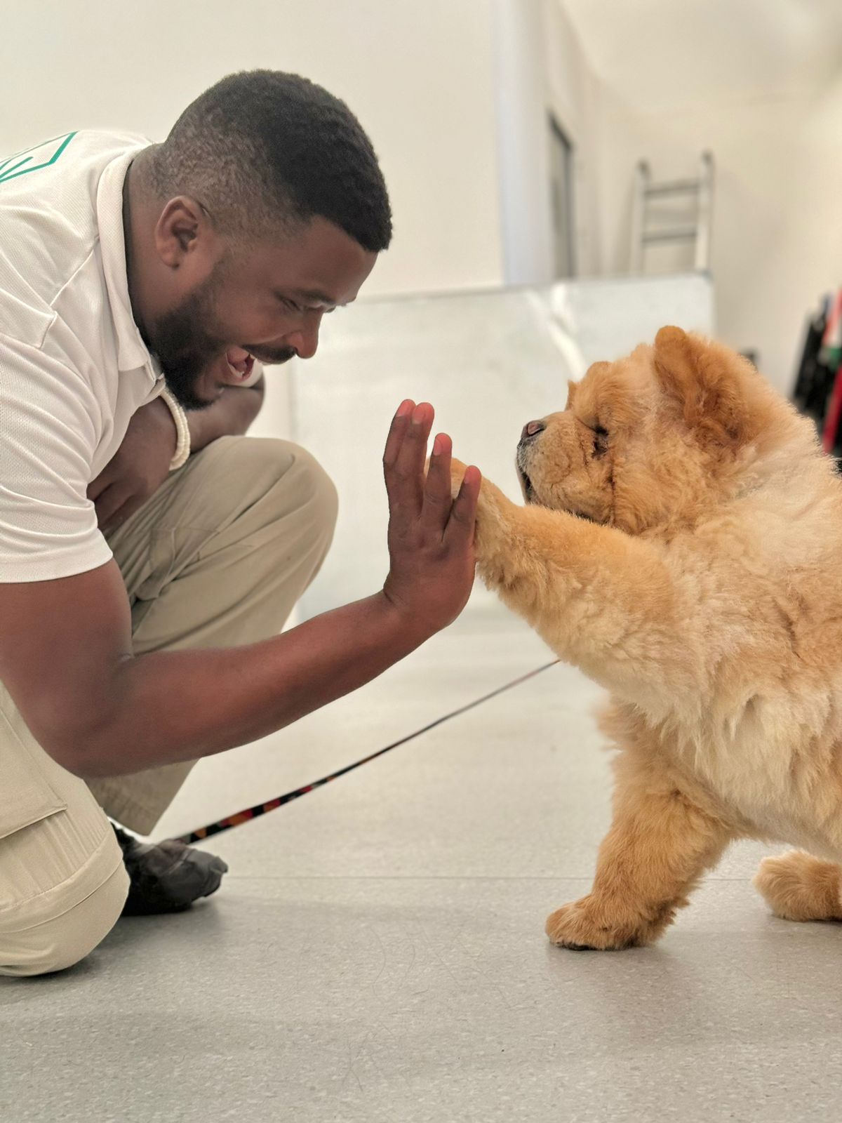 Dogs ready for advanced training