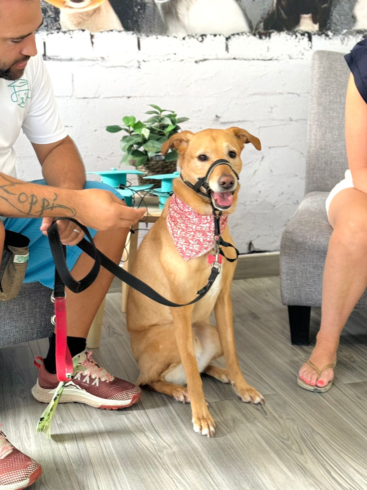 Professional dog behavior modification training in Dubai