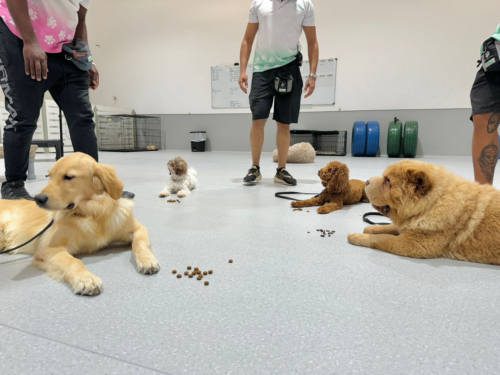 Proven results in dog behavior modification