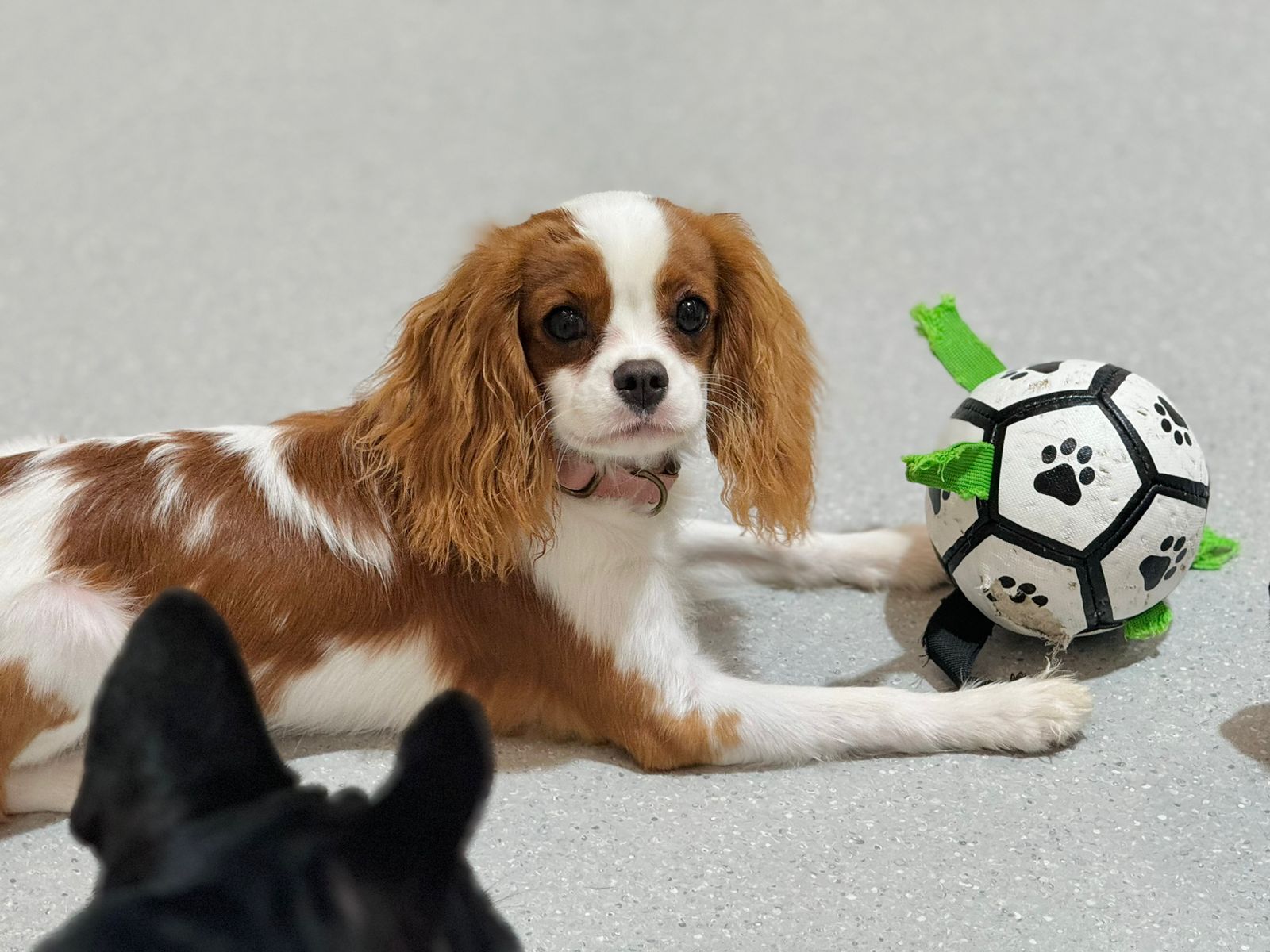 Intensive Board & Train dog training program in Dubai - round-the-clock professional training for faster behavior modification