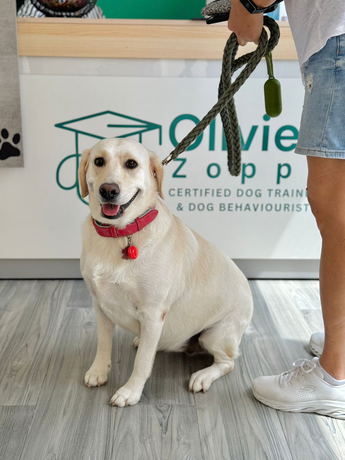 Dogs ready for Board & Train program in Dubai - ideal for dogs with behavior issues needing intensive training