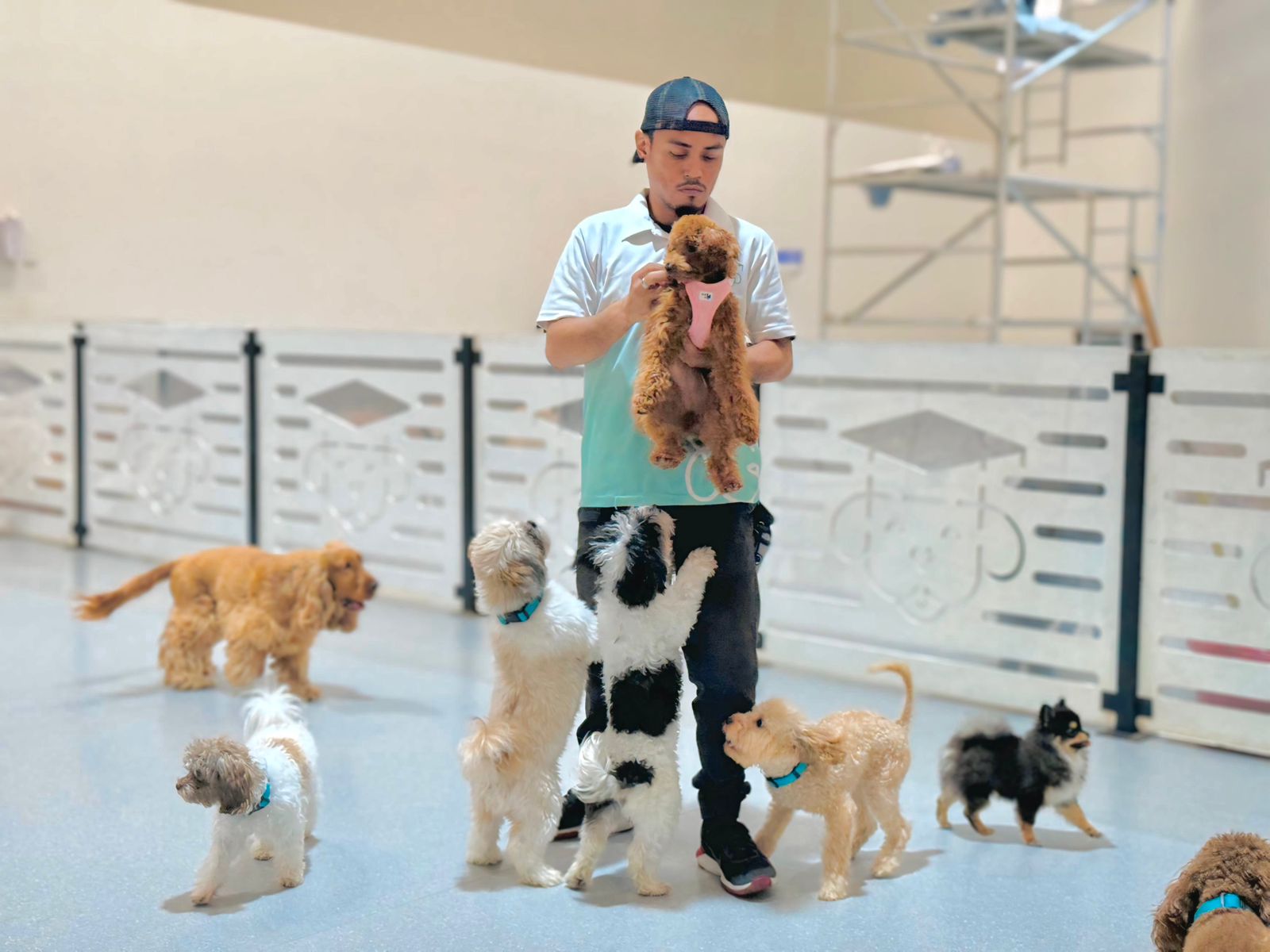 Certified trainer working with dog in behavioral rehabilitation program