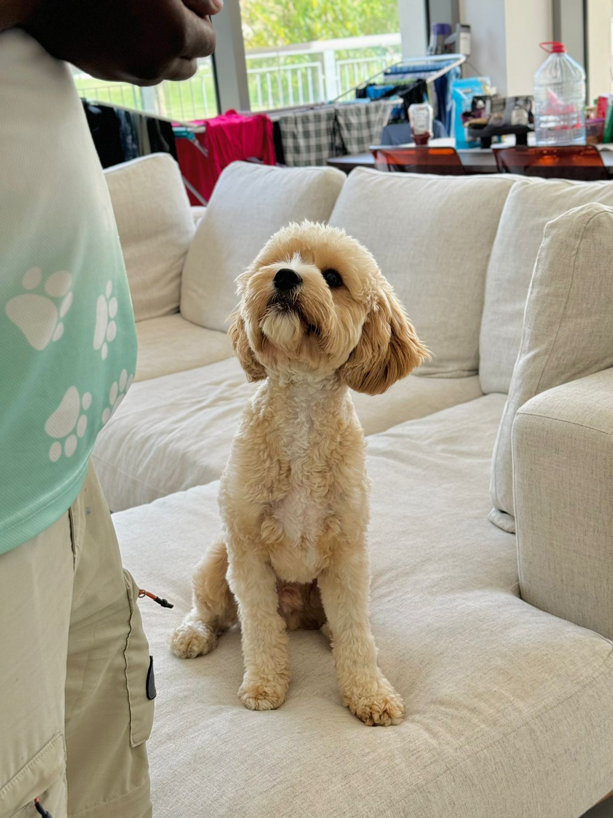 Comfort of home training - dogs learn better in familiar surroundings