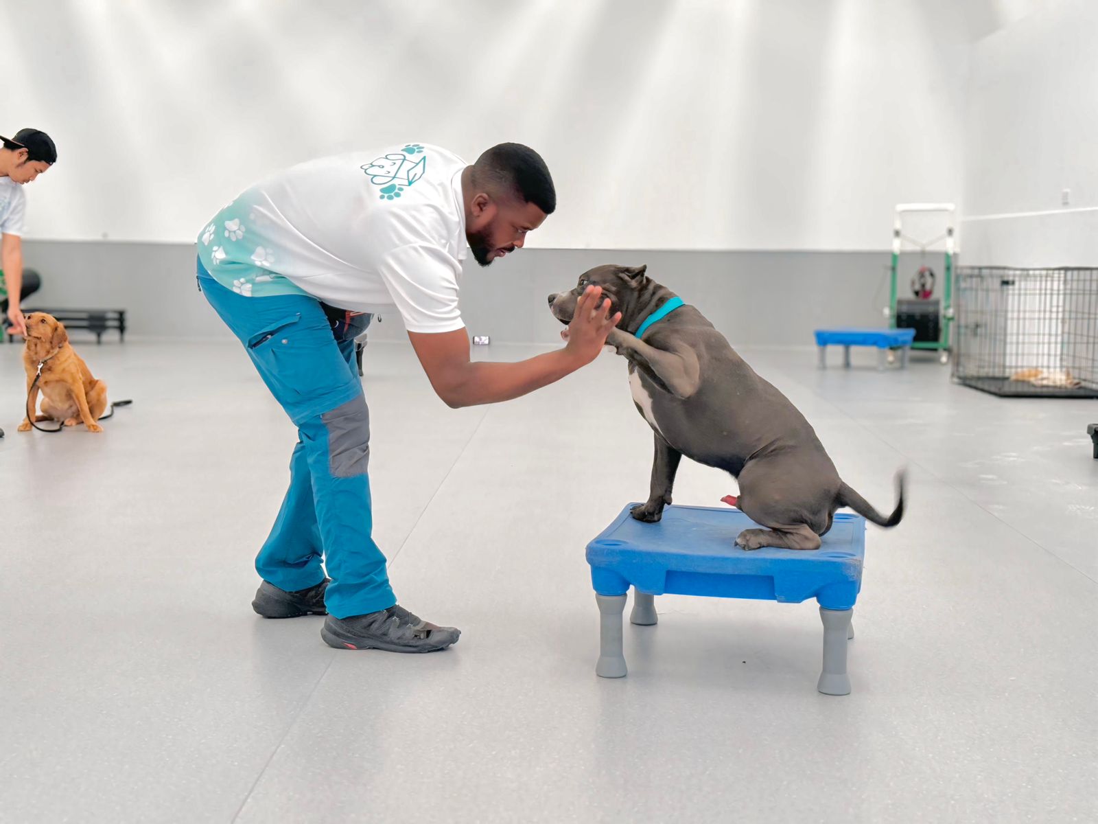 Versatile skills training for dogs in Dubai and Abu Dhabi - teaching dogs to behave in various situations