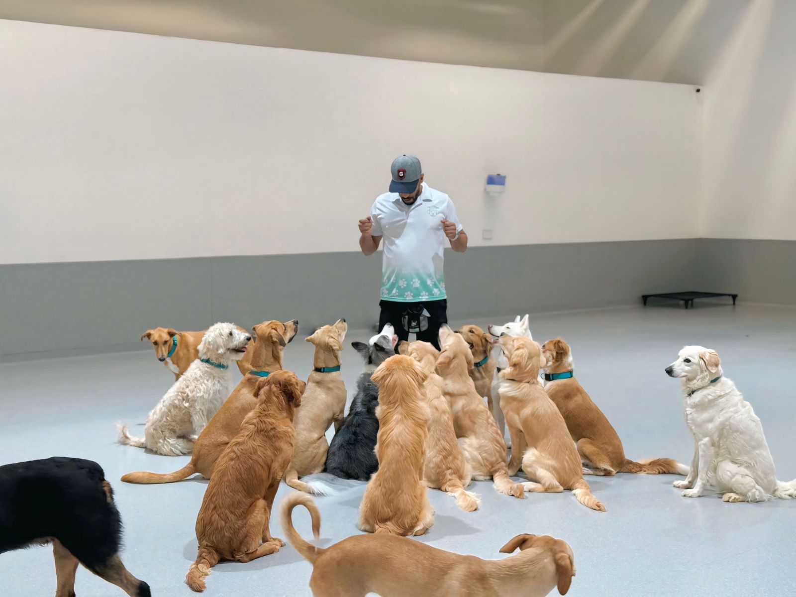 Improved communication through obedience training in Dubai and Abu Dhabi - better understanding between owner and dog