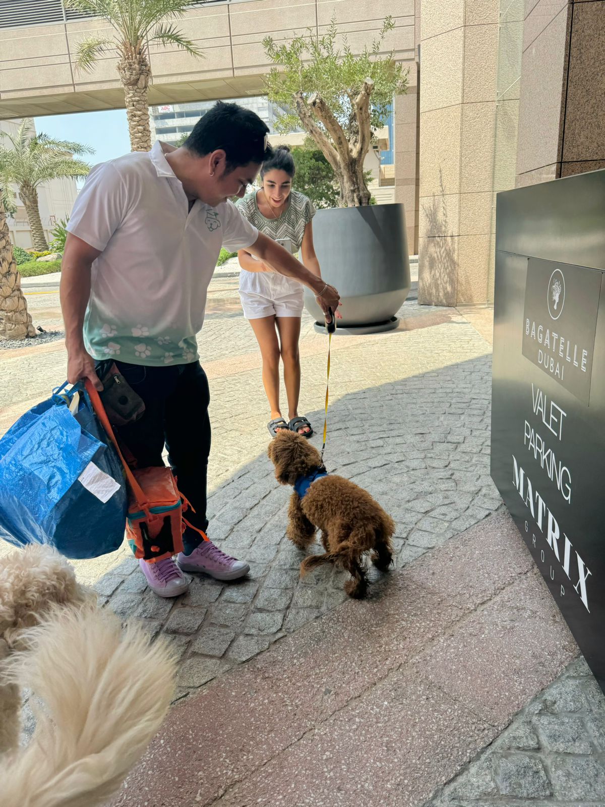 Focused one-to-one dog training environment with expert trainers in Dubai and Abu Dhabi