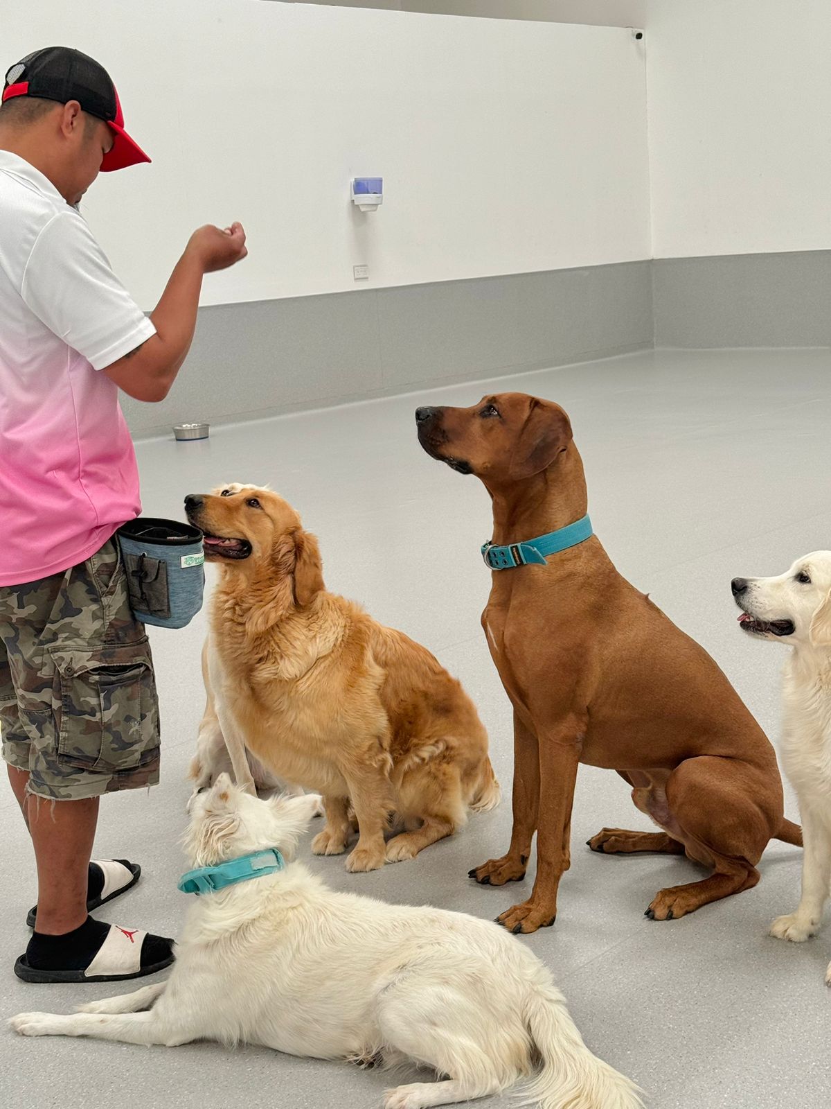 Foundational puppy training with basic commands