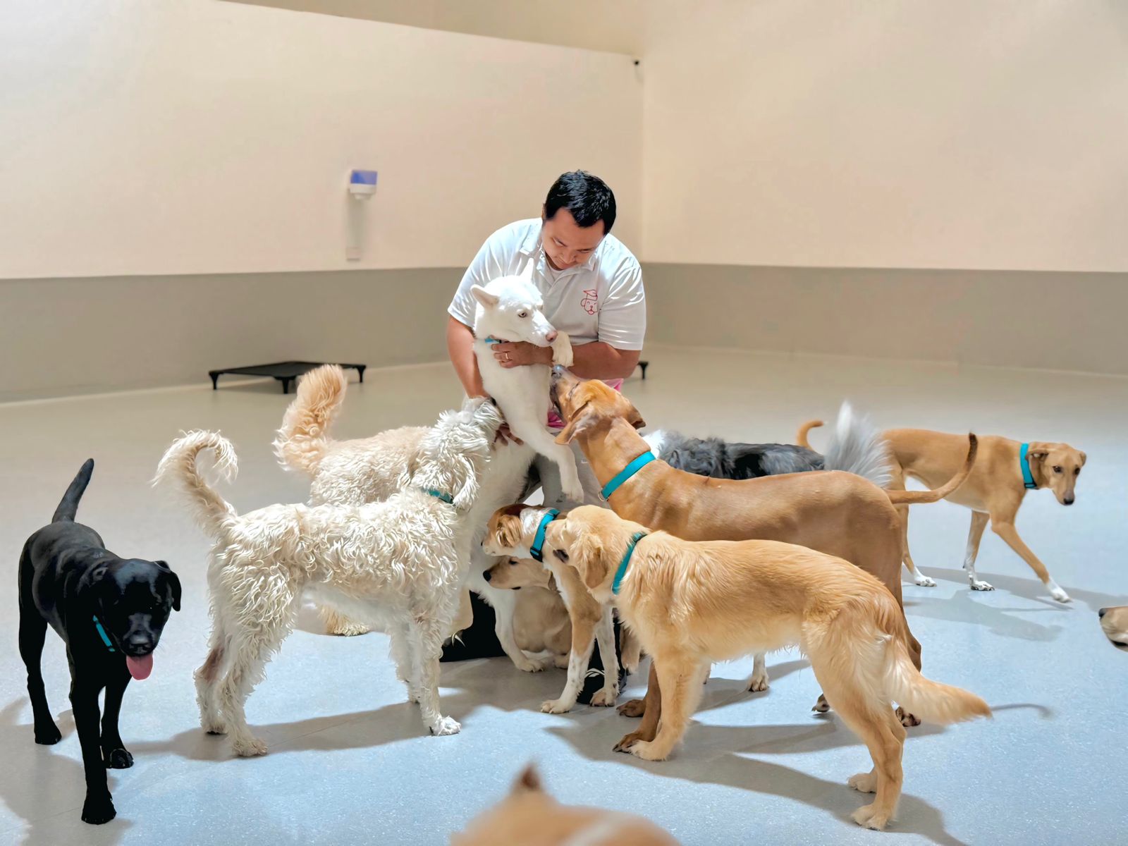 Crucial developmental stage for puppies