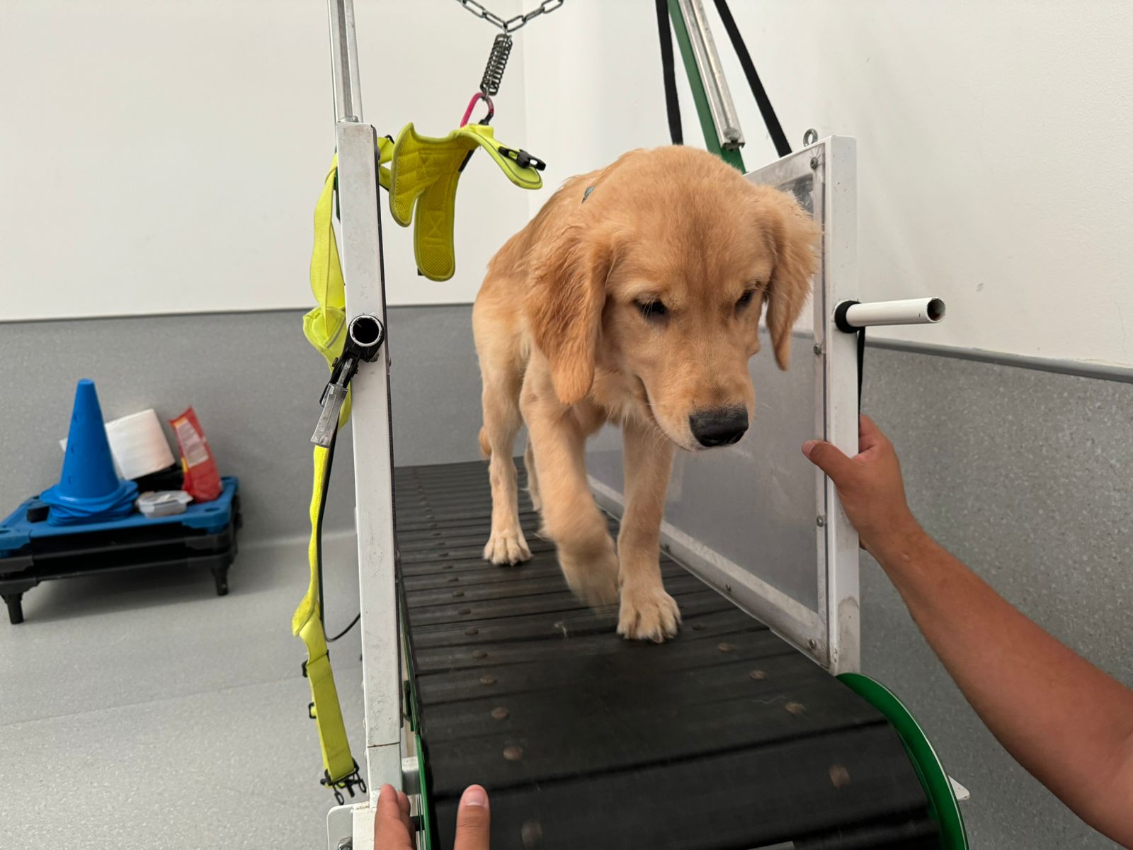 Comprehensive puppy training - owner and puppy learning together with crate training and socialization