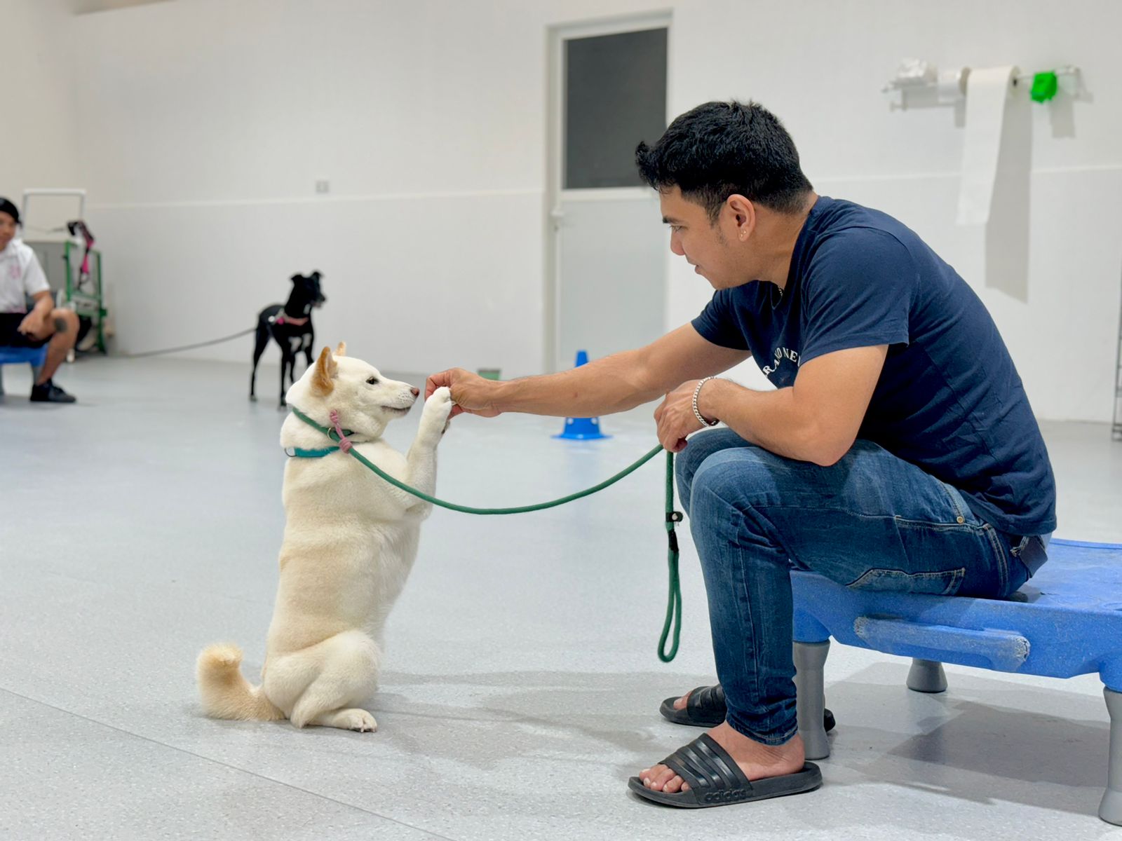 Positive reinforcement puppy training - reward-based learning for happy, well-behaved puppies